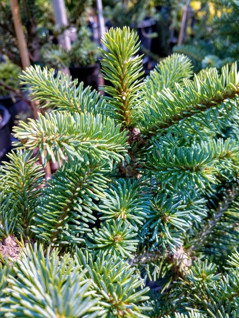 Abies lasiocarpa 